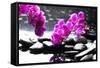 Branch Purple Orchid Flower With Therapy Stones-crystalfoto-Framed Stretched Canvas