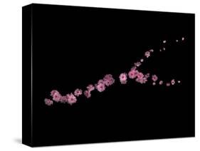 Branch Sans Branch - Pink Plum Blossoms-Doris Mitsch-Stretched Canvas