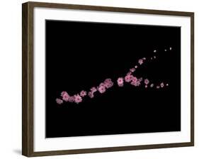 Branch Sans Branch - Pink Plum Blossoms-Doris Mitsch-Framed Photographic Print