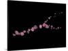 Branch Sans Branch - Pink Plum Blossoms-Doris Mitsch-Stretched Canvas