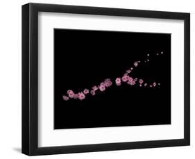 Branch Sans Branch - Pink Plum Blossoms-Doris Mitsch-Framed Photographic Print