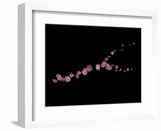 Branch Sans Branch - Pink Plum Blossoms-Doris Mitsch-Framed Photographic Print