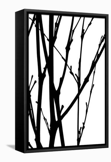 Branch Silhouette III-Monika Burkhart-Framed Stretched Canvas