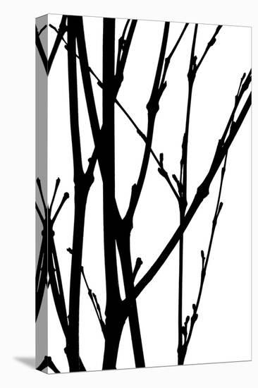 Branch Silhouette III-Monika Burkhart-Stretched Canvas