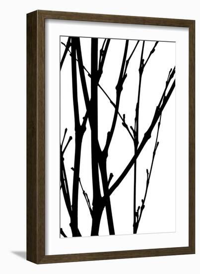 Branch Silhouette III-Monika Burkhart-Framed Photographic Print