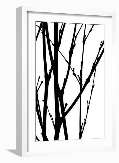 Branch Silhouette III-Monika Burkhart-Framed Photographic Print
