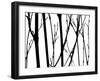 Branch Silhouette V-Monika Burkhart-Framed Photographic Print