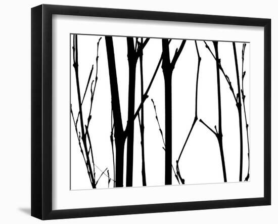 Branch Silhouette VI-Monika Burkhart-Framed Photographic Print