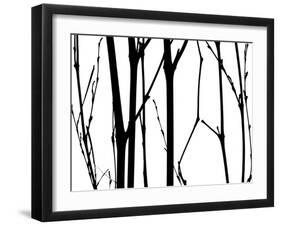 Branch Silhouette VI-Monika Burkhart-Framed Photographic Print