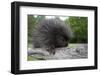 Branch, Urson, Erethizon Dorsatus, Sitting, Nature-Ronald Wittek-Framed Photographic Print