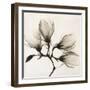 Branch with Four Magnolias, 1910-1925-Unknown-Framed Photographic Print