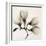 Branch with Four Magnolias, 1910-1925-Unknown-Framed Photographic Print