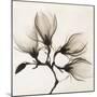Branch with Four Magnolias, 1910-1925-Unknown-Mounted Photographic Print