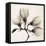 Branch with Four Magnolias, 1910-1925-Unknown-Framed Stretched Canvas