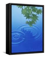 Branch with Green Leaves Suspended Over Deep Blue Water with Rings And Reflection-null-Framed Stretched Canvas