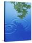 Branch with Green Leaves Suspended Over Deep Blue Water with Rings And Reflection-null-Stretched Canvas