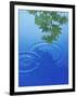 Branch with Green Leaves Suspended Over Deep Blue Water with Rings And Reflection-null-Framed Photographic Print