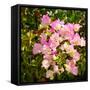 Branch with Pink Flowers Square Format-Tanya Ru-Framed Stretched Canvas