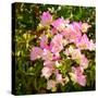 Branch with Pink Flowers Square Format-Tanya Ru-Stretched Canvas