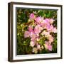 Branch with Pink Flowers Square Format-Tanya Ru-Framed Photographic Print