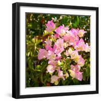 Branch with Pink Flowers Square Format-Tanya Ru-Framed Photographic Print