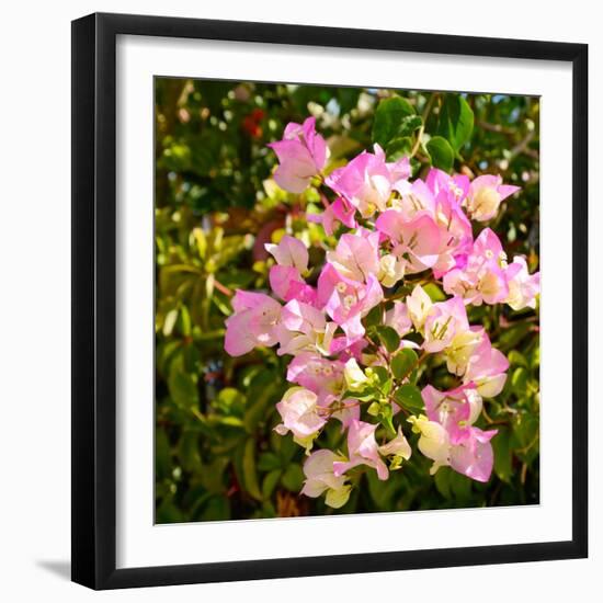 Branch with Pink Flowers Square Format-Tanya Ru-Framed Photographic Print