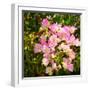 Branch with Pink Flowers Square Format-Tanya Ru-Framed Photographic Print