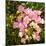 Branch with Pink Flowers Square Format-Tanya Ru-Mounted Photographic Print