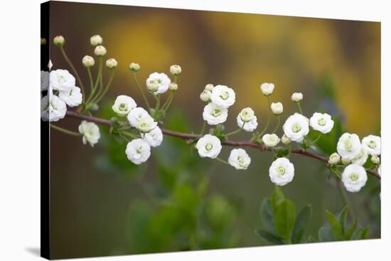Branch With Tiny White Flowers-Gordana-Stretched Canvas