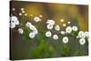 Branch With Tiny White Flowers-Gordana-Stretched Canvas