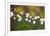 Branch With Tiny White Flowers-Gordana-Framed Photographic Print