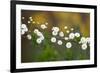 Branch With Tiny White Flowers-Gordana-Framed Photographic Print
