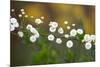 Branch With Tiny White Flowers-Gordana-Mounted Photographic Print