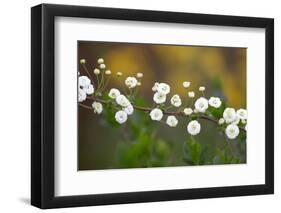 Branch With Tiny White Flowers-Gordana-Framed Photographic Print