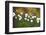 Branch With Tiny White Flowers-Gordana-Framed Photographic Print