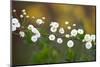 Branch With Tiny White Flowers-Gordana-Mounted Photographic Print