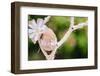 Branch, wrapped, jute cord, blossoms, Easter egg, close up,-mauritius images-Framed Photographic Print