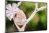 Branch, wrapped, jute cord, blossoms, Easter egg, close up,-mauritius images-Mounted Photographic Print