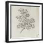 Branche d'arbre avec des feuilles-Pierre Henri de Valenciennes-Framed Giclee Print