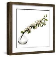 Branche de Pommier-Stephane De Bourgies-Framed Art Print