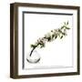 Branche de Pommier-Stephane De Bourgies-Framed Art Print