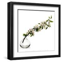 Branche de Pommier-Stephane De Bourgies-Framed Art Print