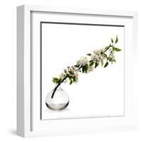 Branche de Pommier-Stephane De Bourgies-Framed Art Print