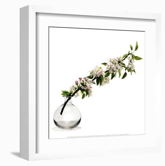 Branche de Pommier-Stephane De Bourgies-Framed Art Print