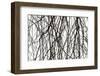 Branches and twigs in the back light as a silhouette on white background-Axel Killian-Framed Photographic Print