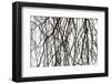 Branches and twigs in the back light as a silhouette on white background-Axel Killian-Framed Photographic Print