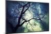 Branches at Night-Ursula Abresch-Mounted Photographic Print