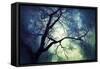 Branches at Night-Ursula Abresch-Framed Stretched Canvas