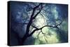 Branches at Night-Ursula Abresch-Stretched Canvas