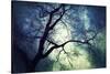 Branches at Night-Ursula Abresch-Stretched Canvas